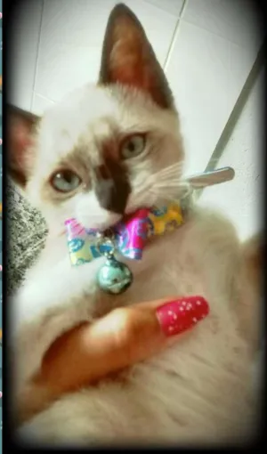 Gato raça Siamês idade 2 a 6 meses nome Maya