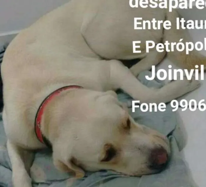 Cachorro ra a Labradores idade 2 anos nome Perseu