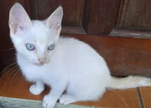 Gato raça Vira-Lata idade 2 a 6 meses nome Branquinho
