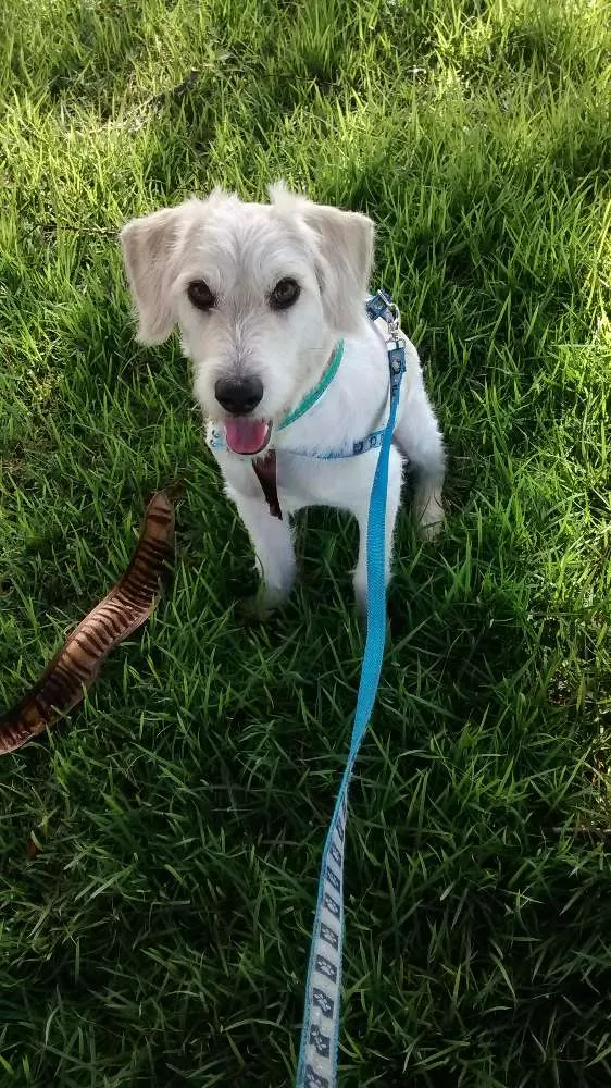 Cachorro ra a SRD idade 7 a 11 meses nome Bob