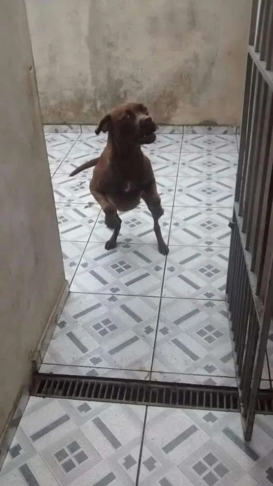 Cachorro ra a Labrador  idade 1 ano nome Mila