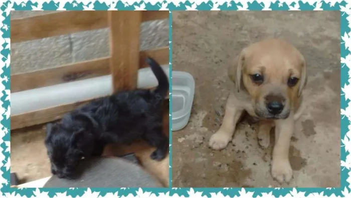 Cachorro ra a SRD idade Abaixo de 2 meses nome Susi e Piter