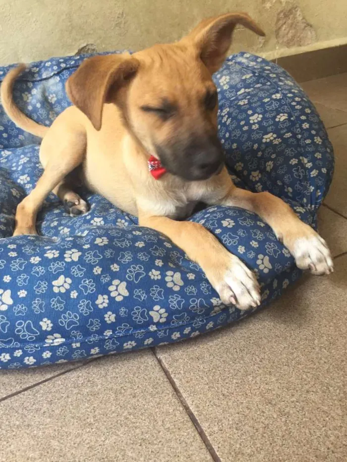 Cachorro raça SRD idade 2 a 6 meses nome BOOMER