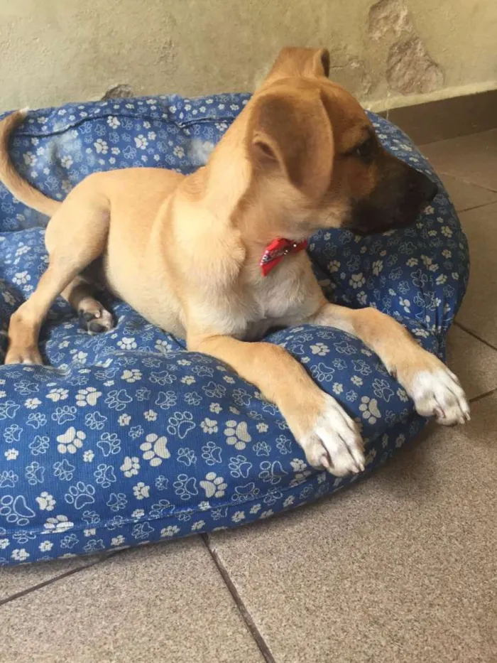 Cachorro raça SRD idade 2 a 6 meses nome BOOMER