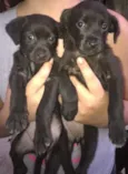 Meninas