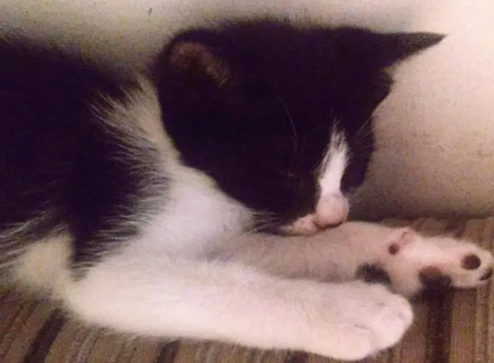 Gato raça  idade Abaixo de 2 meses nome Selina