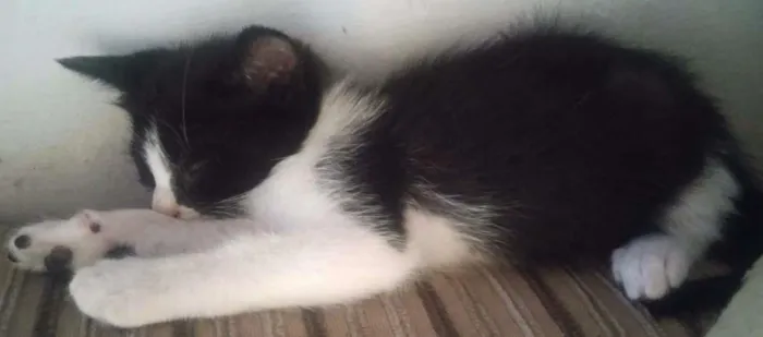 Gato raça  idade Abaixo de 2 meses nome Selina