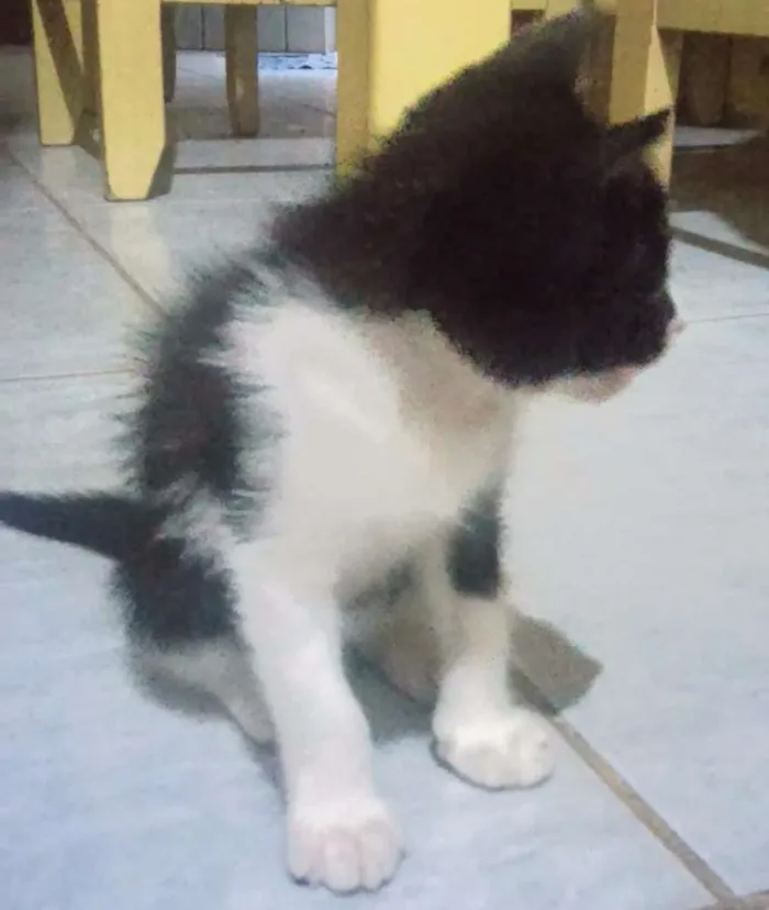 Gato ra a  idade Abaixo de 2 meses nome Selina