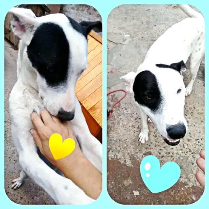 Cachorro ra a Mix pit bull idade 1 ano nome Patones 