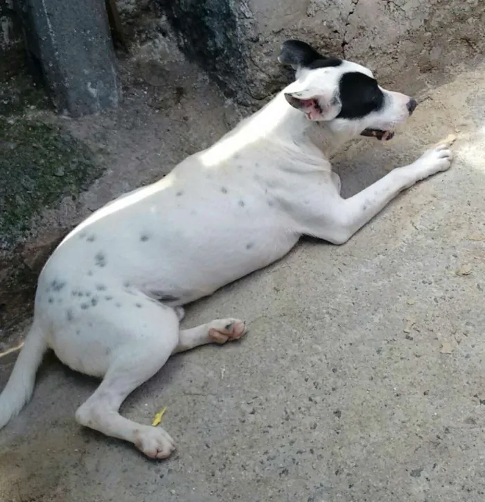 Cachorro ra a Mix pit bull idade 1 ano nome Patones 