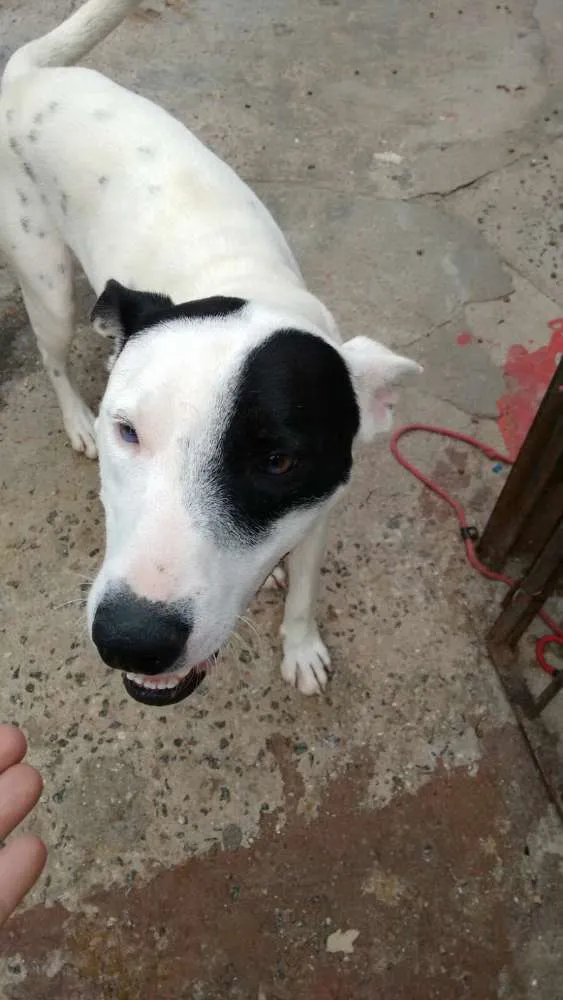 Cachorro ra a Mix pit bull idade 1 ano nome Patones 