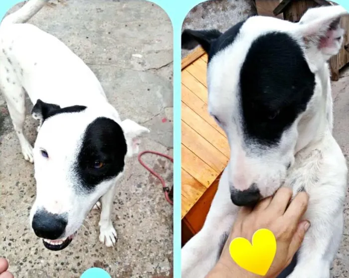 Cachorro ra a Mix pit bull idade 1 ano nome Patones 