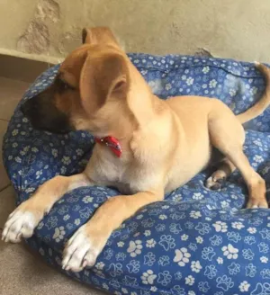 Cachorro raça SRD idade 2 a 6 meses nome BOOMER