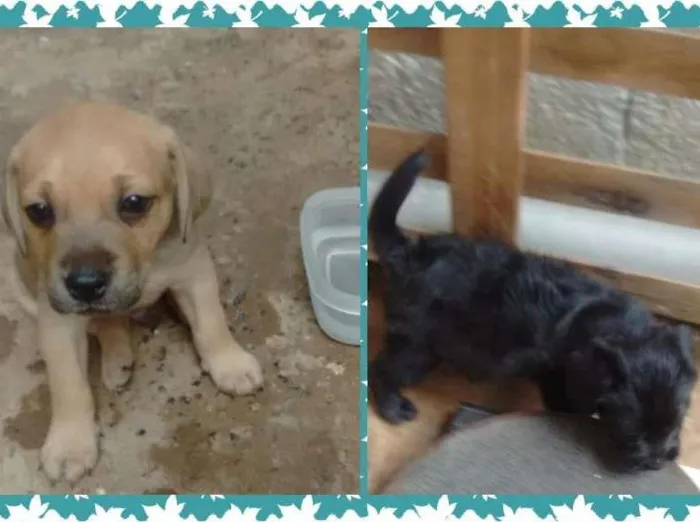 Cachorro ra a SRD idade Abaixo de 2 meses nome Susi e Piter