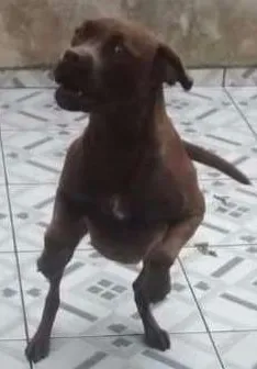 Cachorro ra a Labrador  idade 1 ano nome Mila