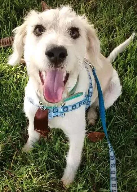Cachorro ra a SRD idade 7 a 11 meses nome Bob