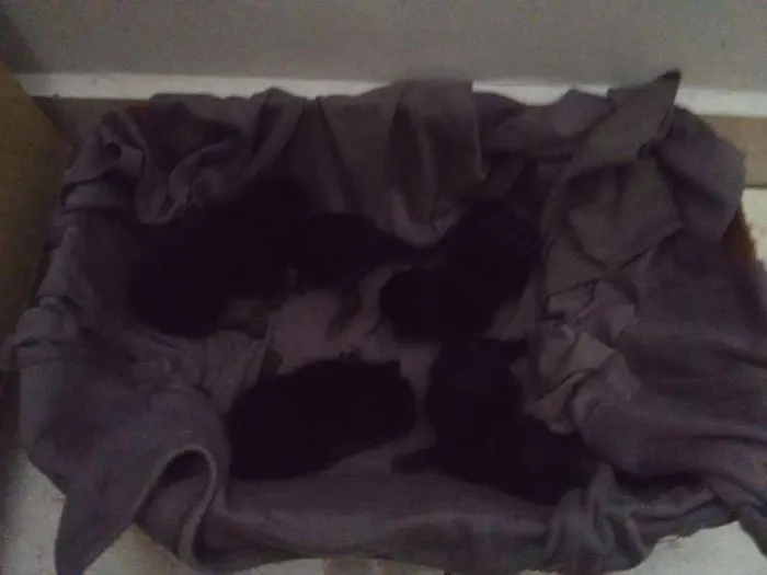 Gato ra a Vira-latas SRD idade Abaixo de 2 meses nome Sem nome ainda