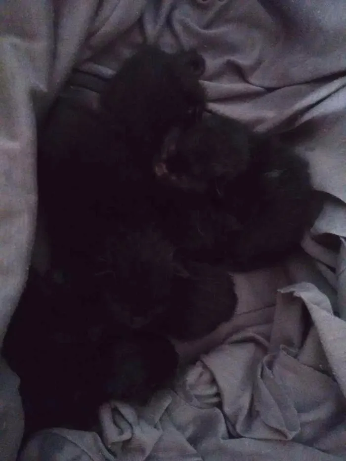 Gato ra a Vira-latas SRD idade Abaixo de 2 meses nome Sem nome ainda