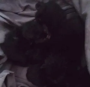 Gato raça Vira-latas SRD idade Abaixo de 2 meses nome Sem nome ainda