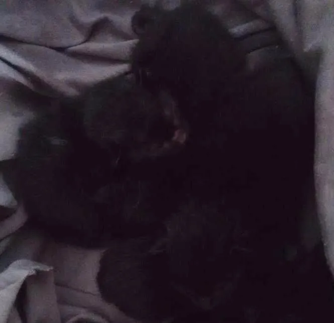 Gato ra a Vira-latas SRD idade Abaixo de 2 meses nome Sem nome ainda