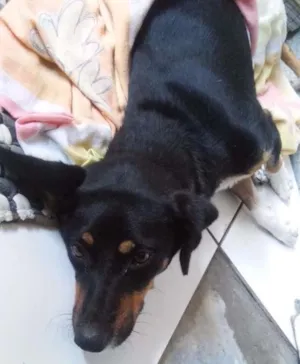 Cachorro raça Rnd idade 1 ano nome Windy
