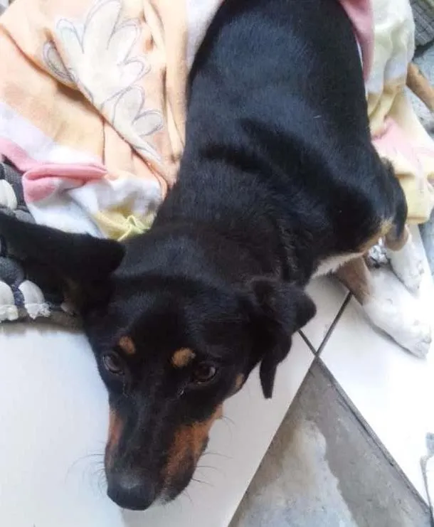 Cachorro ra a Rnd idade 1 ano nome Windy