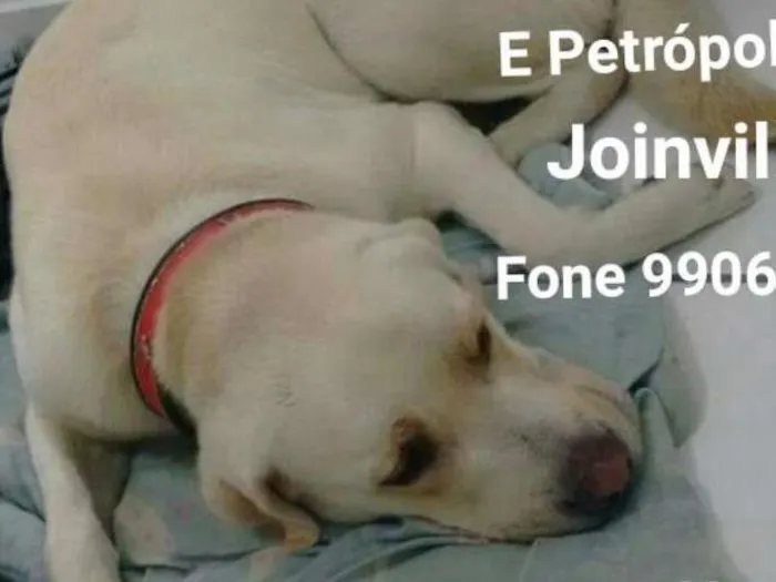 Cachorro ra a Labradores idade 2 anos nome Perseu