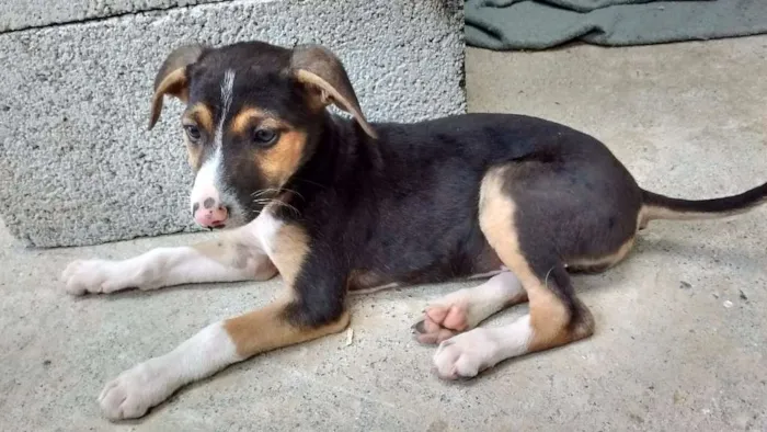 Cachorro ra a SRD idade 2 a 6 meses nome Julie