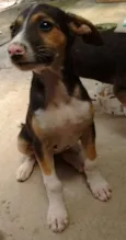 Julie