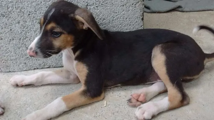 Cachorro ra a SRD idade 2 a 6 meses nome Julie