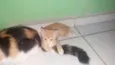 não tem
