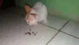 não tem