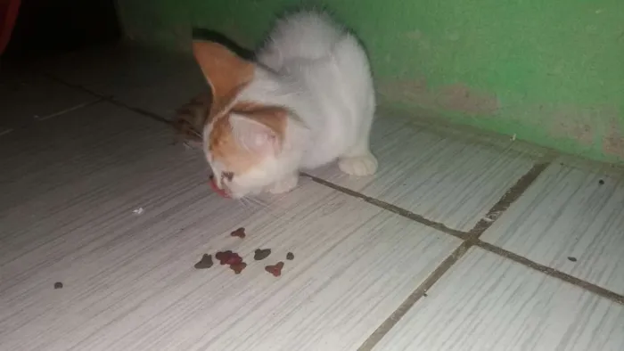 Gato ra a não identifico idade 2 a 6 meses nome não tem