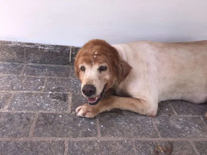 Cachorro ra a Golden Retriver idade 6 ou mais anos nome Noua