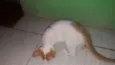 não tem