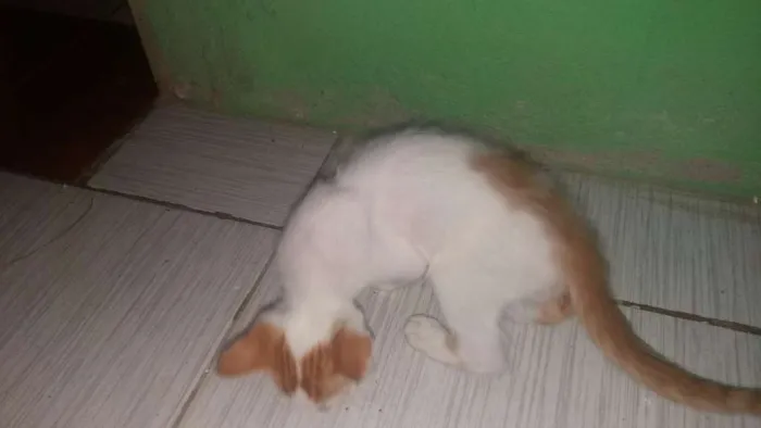 Gato ra a não identifico idade 2 a 6 meses nome não tem