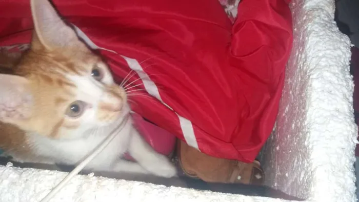 Gato ra a não identifico idade 2 a 6 meses nome não tem