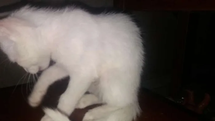 Gato ra a não identifico idade 2 a 6 meses nome não tem