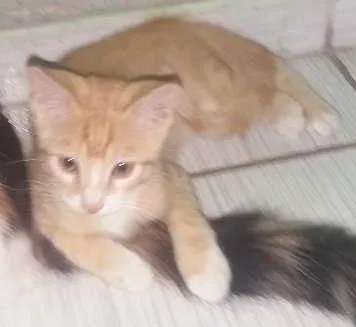 Gato ra a não identifico idade 2 a 6 meses nome não tem