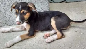 Cachorro raça SRD idade 2 a 6 meses nome Julie