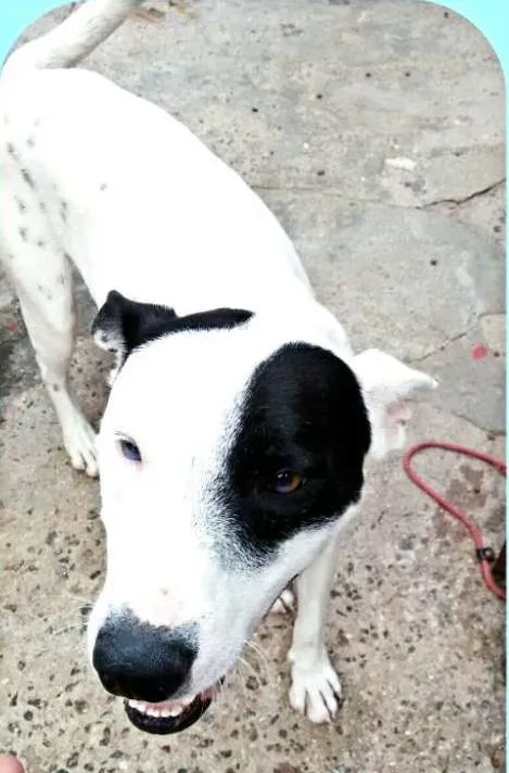 Cachorro ra a Mix pit bull idade 1 ano nome Patones 
