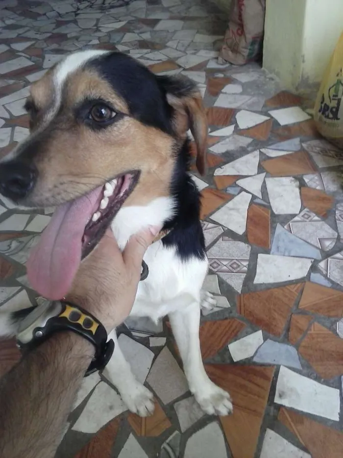 Cachorro ra a fox paulistinha idade 1 ano nome Theo