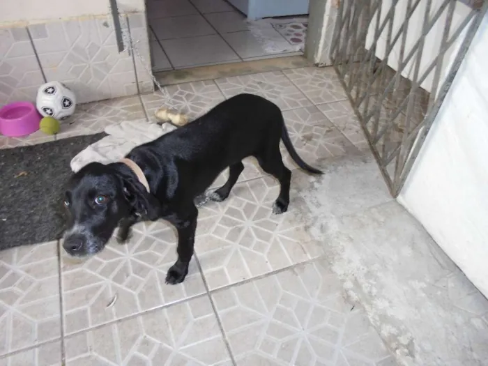 Cachorro raça Dálmata idade 1 ano nome Nega
