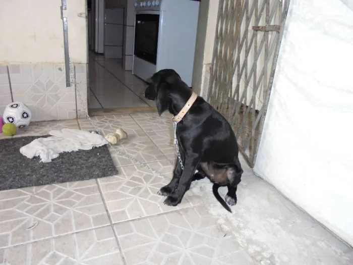 Cachorro raça Dálmata idade 1 ano nome Nega