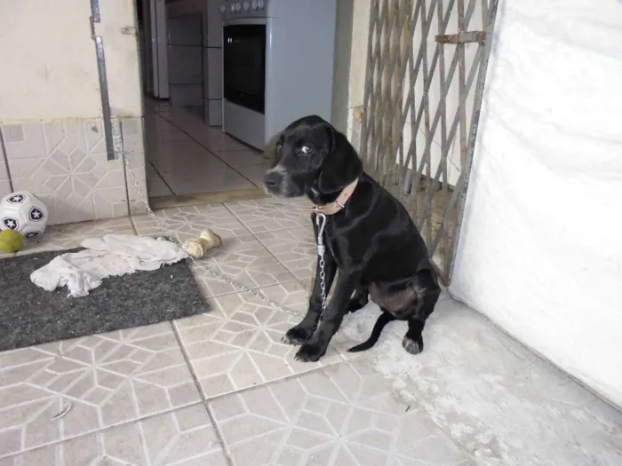 Cachorro raça Dálmata idade 1 ano nome Nega