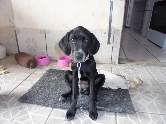 Cachorro raça Dálmata idade 1 ano nome Nega