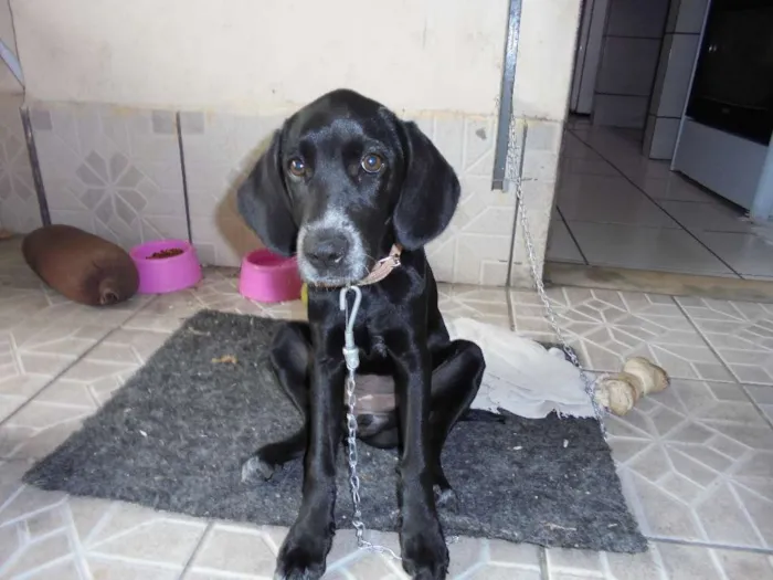 Cachorro raça Dálmata idade 1 ano nome Nega