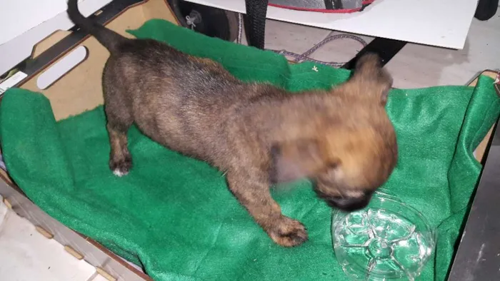Cachorro ra a Misturada idade 2 a 6 meses nome Não tem nome 