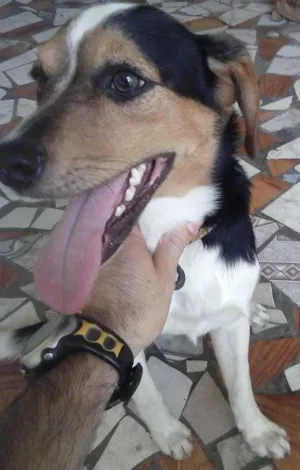 Cachorro raça fox paulistinha idade 1 ano nome Theo