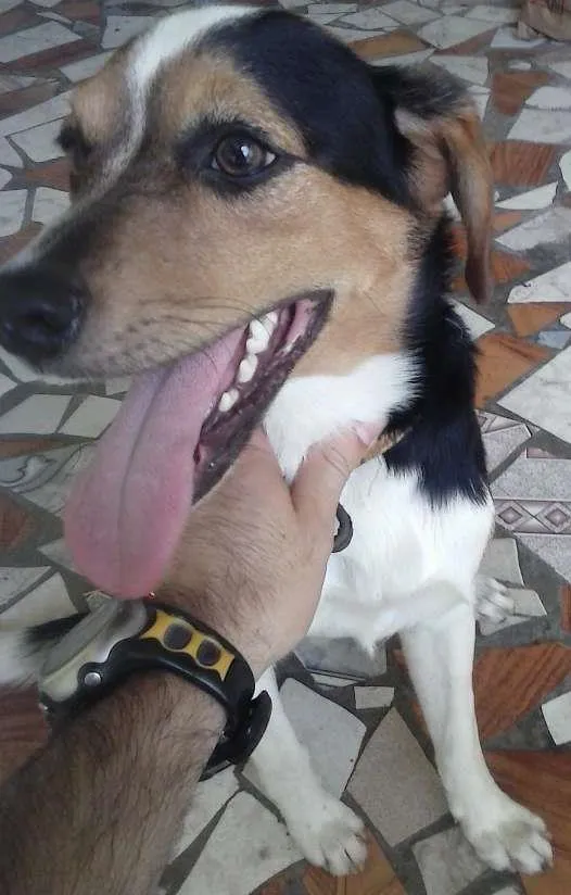 Cachorro ra a fox paulistinha idade 1 ano nome Theo